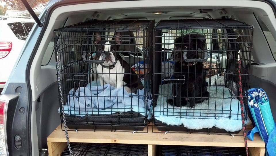 Booker (Boston Terrier) and Tango (Brussels Griffon are ready for a road trip, safe in their crates.
