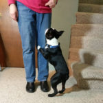 Dog jumping? Out of control? Your 2-minute sessions will help.