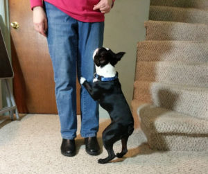 Dog jumping? Out of control? Your 2-minute sessions will help.