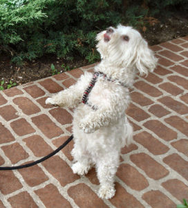 this little dog can