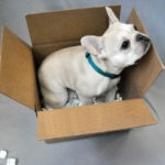 Teddy the French Bulldog having fun with a box.