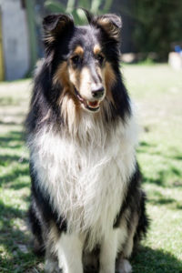 Lassie was incredible, but your dog can do anything she did.