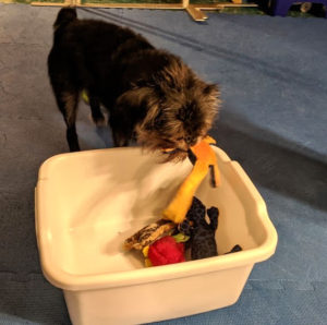 Fran has trained Tango (Brussels Griffon) to put his toys away, into a bin.
