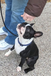 Boston Terrier dog's reward is high for the "sit" command.