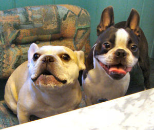 Teddy the smart French Bulldog figured out that he'll get treats by sitting on the kitchen chair. He's teaching Booker the Boston Terrier this trick.
