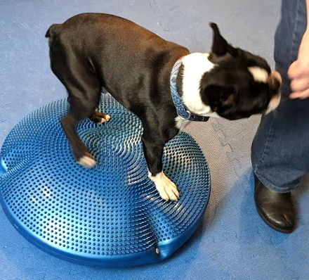 Simon has value for the balance disc - he gets lots of treats when he's on it.