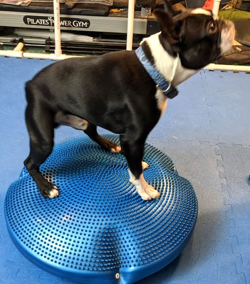 Boston Terrier on a balance disc to illustrate Dogs Tell.