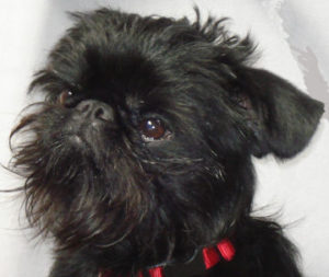 Tango, the formerly reactive dog.