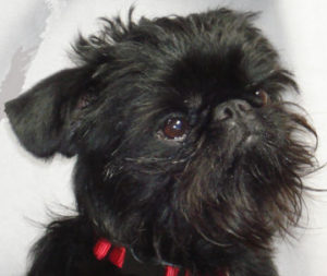 If your dog has shown any reactive tendencies, you need the Reactive Dog REcipe