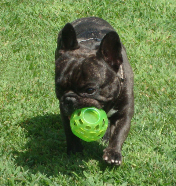 Torque is reluctant to play "Drop it" with his ball.
