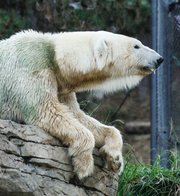 This polar bear is just waiting for some enrichment