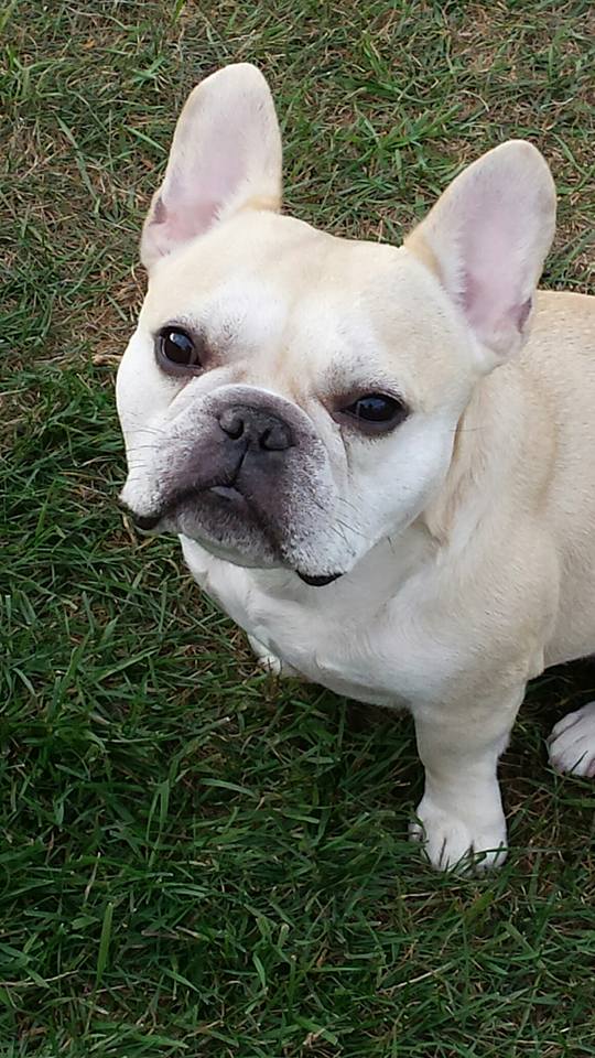 Teddy the French Bulldog - Hope needed a lot of patience in training him.