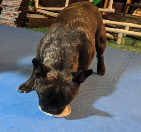 Torque (French Bulldog) is touching the target with his nose - he'll get a reward for that! Target training is one of the first steps in dog trick training.