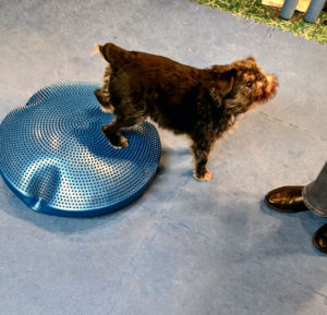 Tango working "Boots Up!" on the balance disk