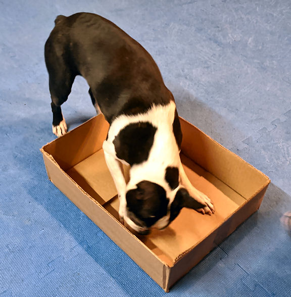 Dog training games - starting with Boxey.