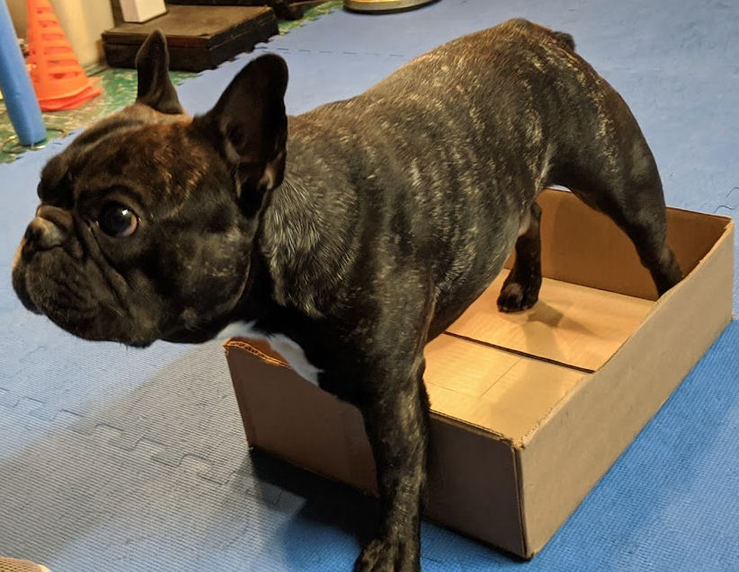 Torque playing Boxey - he's got 3 legs in the box!