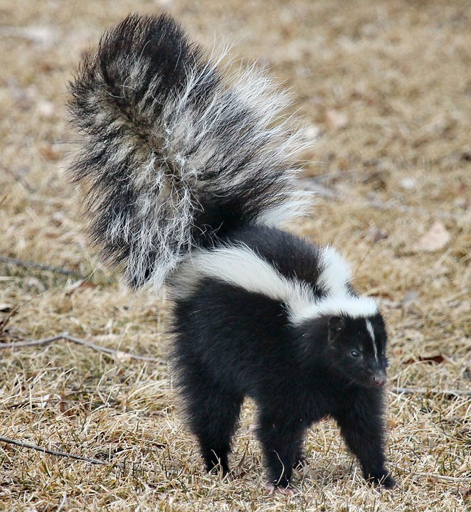 Can you bank on your dog's recall if there's a skunk?