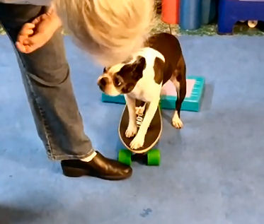 Booker's second time on the skateboard. Dogs don't judge - he was all about the fun.