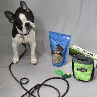 Booker and his dog training school essentials. We used the Top 10 tips for dog training with Booker at school.