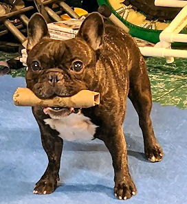 Torque holding cardboard tube. So cute! This is why we play dog training games.