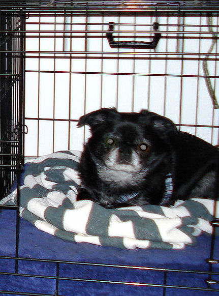 Roc is staying in his crate until he hears his release word.