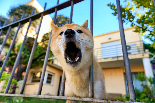 Recognize your dog's barking trigger is the first step to training "Quiet."