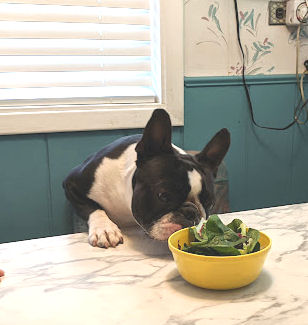 You can't cram dog training. Simon thinks he can help himself to the salad on the kitchen table.