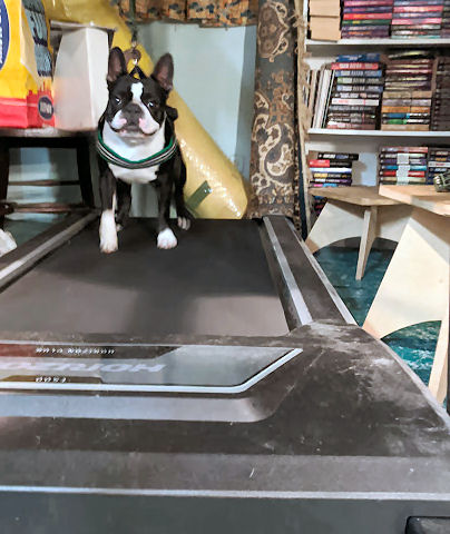 Simon (Boston Terrier) is walking on the treadmill.