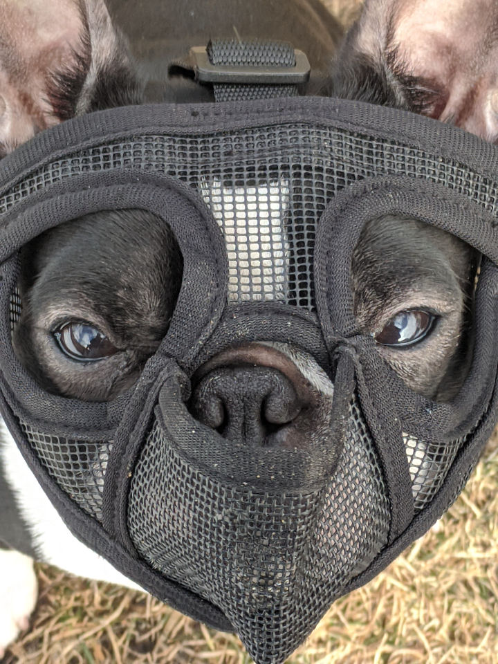 Simon wearing his muzzle. He can breathe, drink, pant and get treats wearing it.