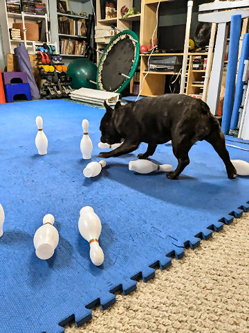 Dog Bowling Game