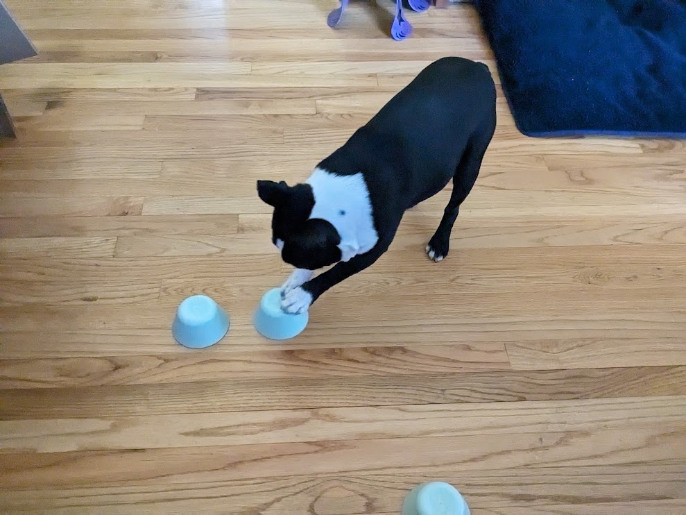 The Dog’s Shell Game