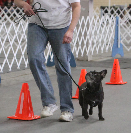 Shake up your dog training routine