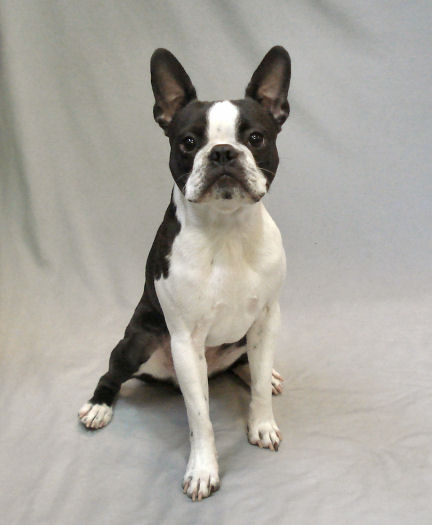 picture of a boston terrier sitting to illustrate Teach it. Test it. Use it.