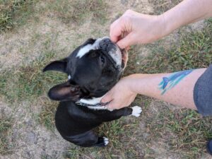 Simon the Boston Terrier playing the Collar Grab game