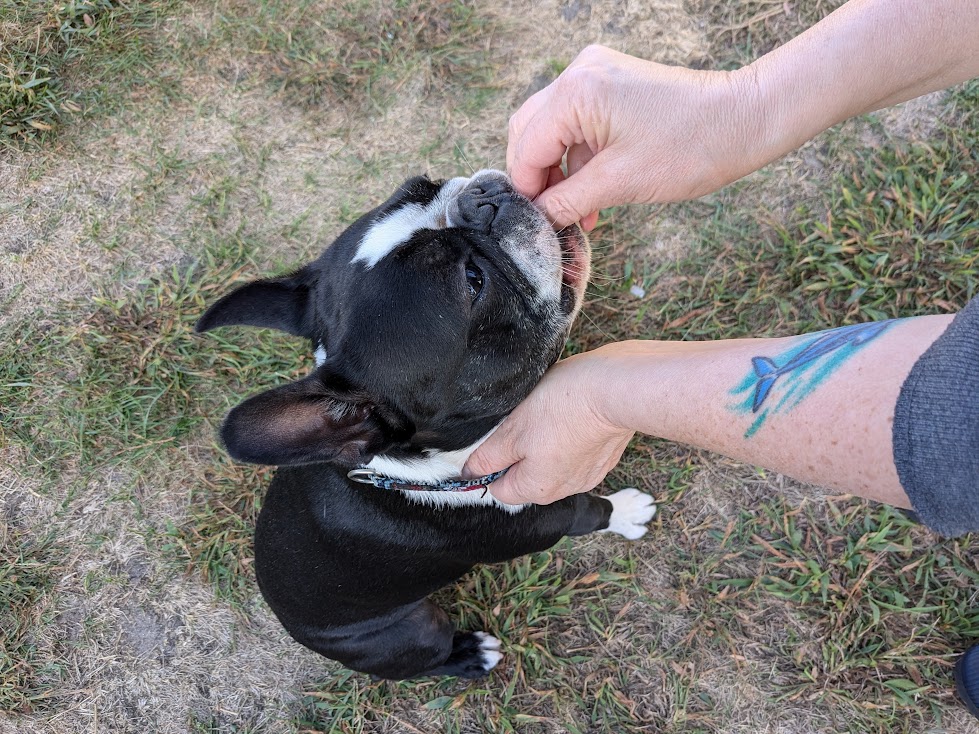 Simon the Boston Terrier playing the Collar Grab Game