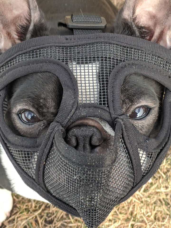 Muzzles are good management