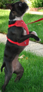 Ceilidh loved to dance.