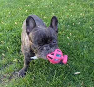 Torque loves playing "Hold it!" with his little pink ball.