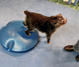 Tango, a black rough Brussels Griffon demonstrates "Boots up."