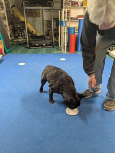French Bulldog and Target Training