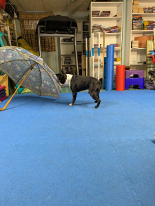 Simon playing the What's That game with an umbrella