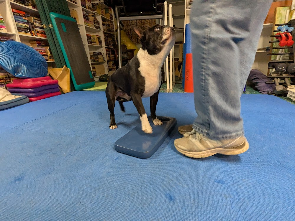 Dog Training Game “Stomp”