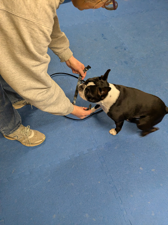 Dog Training Game: Put On Your Collar