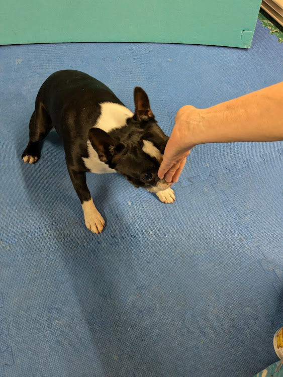 Your Dog’s “Reactivity” is Just Exuberance: Time to Learn “Touch!”