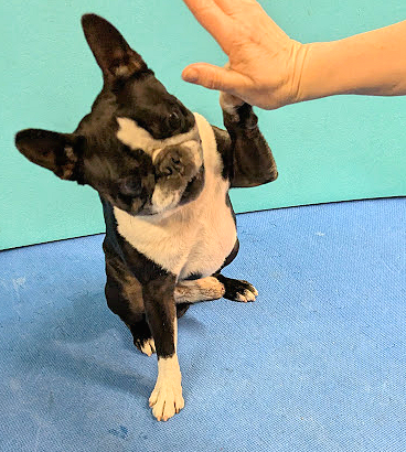 Top 5 Dog Training Tips for 2025