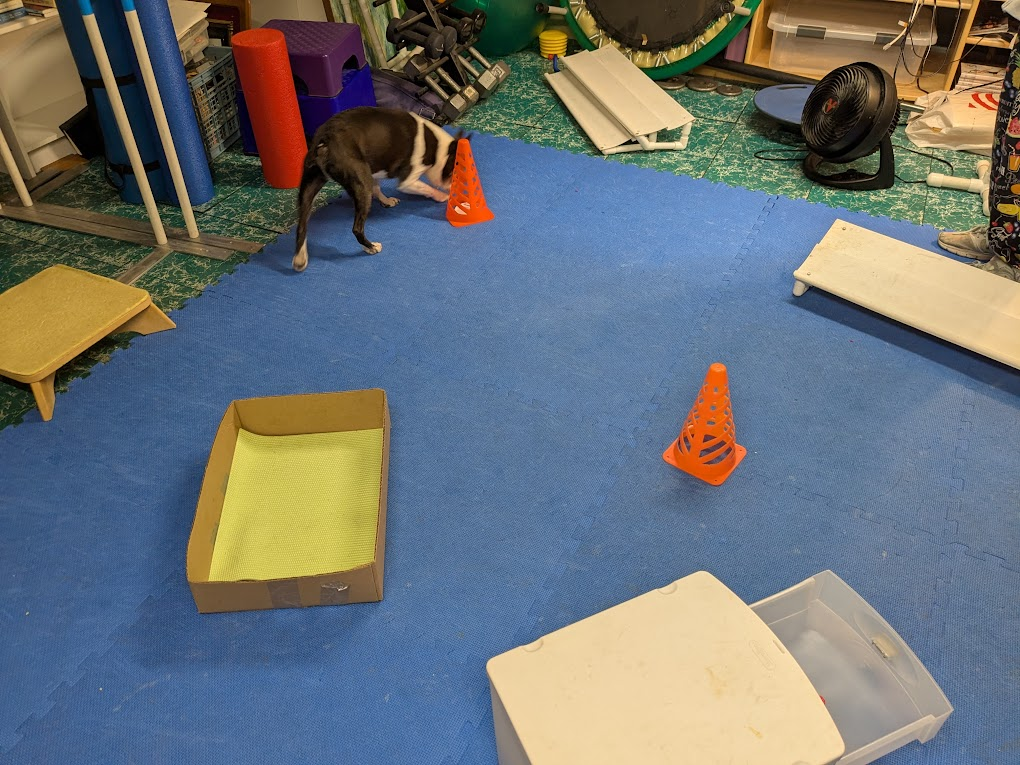 Tired Dog? Why Training Games Beat Long Walks | 2-Minute Trainer