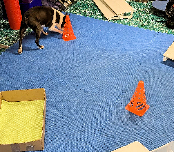 Dog Training Game: Sniff It Out