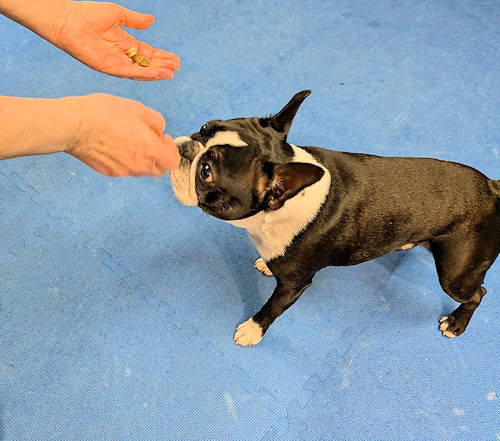 Dog Training Game- 4 On The Floor