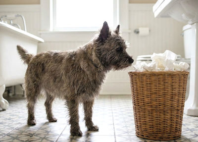 Stop Playing Detective: Why Your Dog’s “Why” Doesn’t Matter