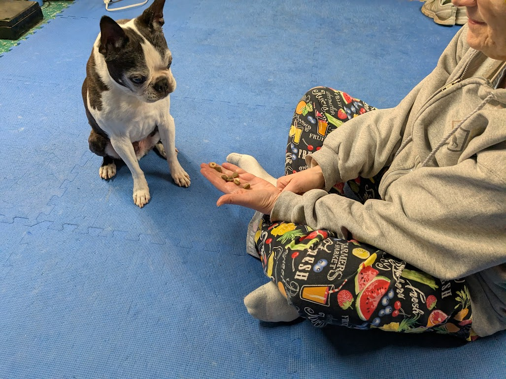 Impulse Control Training Game: Whatcha Gonna Do?